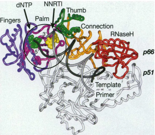 Figure 2.4. Diagram of the HIV-1 RT heterodimer in the complex with an NNRTI [96].  