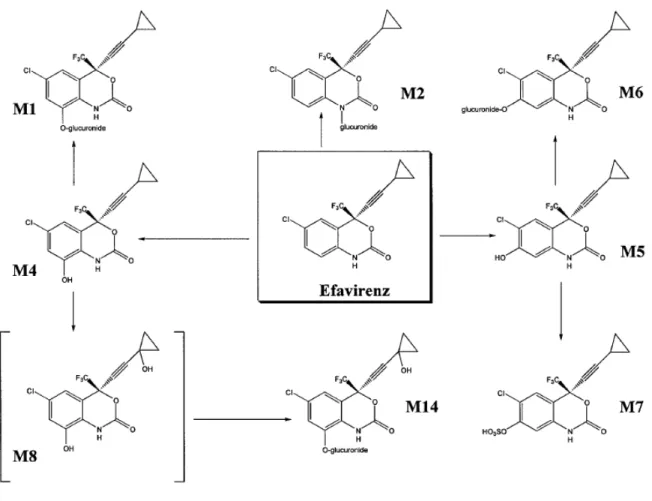 Figure 2.5. Proposed metabolic pathway for EFV in humans [109].  