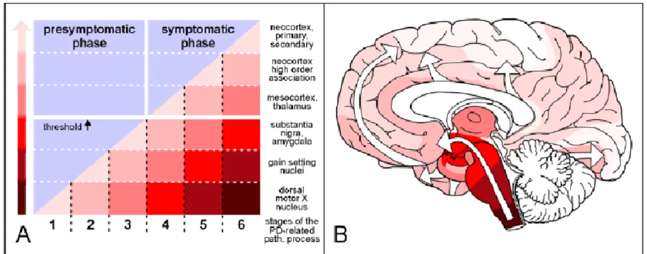 Figure  2.2:  Parkinson’s  disease  presymptomatic  and  symptomatic  phases.  (A)  The  appearance  of  Lewy  bodies  marks  the  presymptomatic  phase  in  the  brain  of  asymptomatic  persons