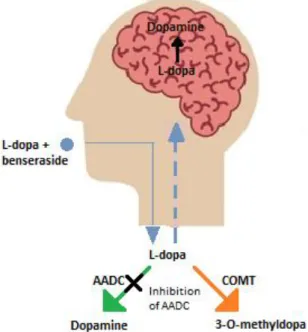 Figure 2.9: An illustration of the breakdown of L-dopa in the presence of an AADC inhibitor in the body  (Satoh et al., 2015)