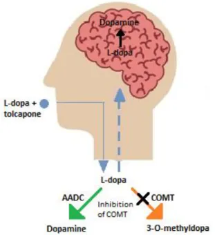 Figure 2.10: An illustration of the breakdown of L-dopa in the presence of a COMT inhibitor in the body  (Satoh et al., 2015)