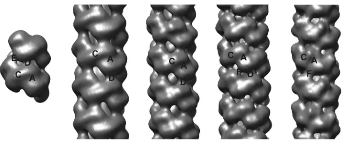 Fig 4. Three dimensional electron microscopic reconstructions of the microbial nitrilases  studied by us at low-resolution