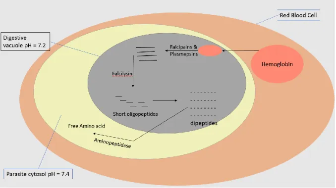 Figure 1-4: Hemoglobin digestion to release free amino acid in the erythrocyte stage during the  sexual cycle of the Plasmodium parasite