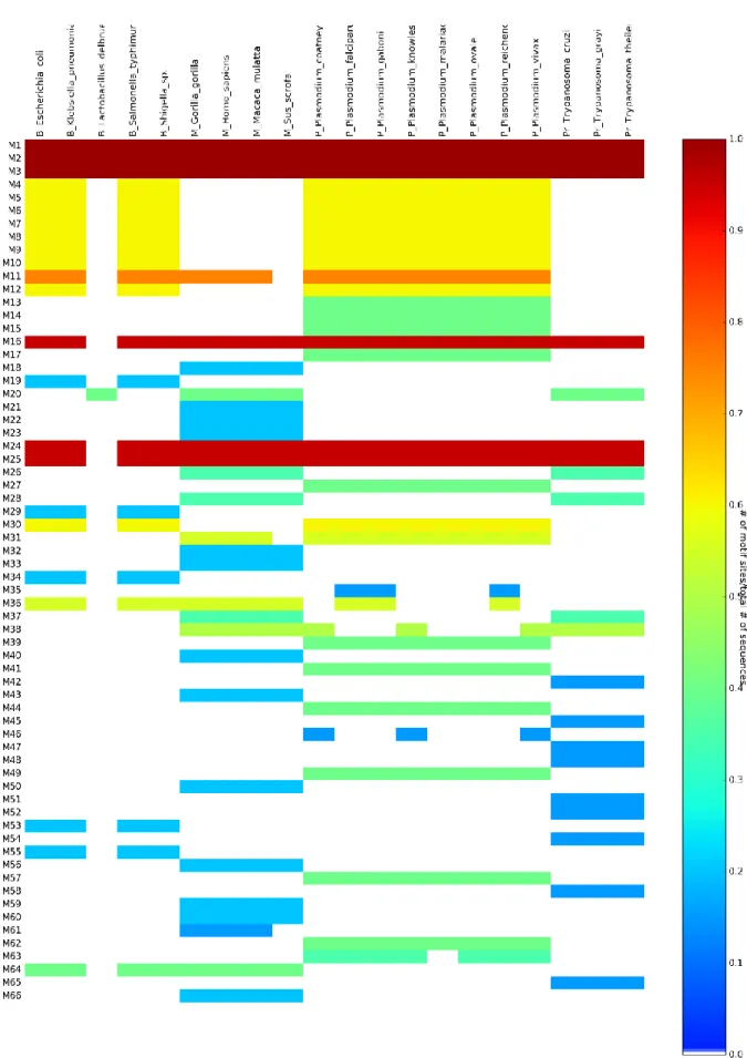 Figure  2-5:  MEME  heatmap,  summarizing  alanyl  aminopeptidase  motifs  among  all  retrieved  sequences