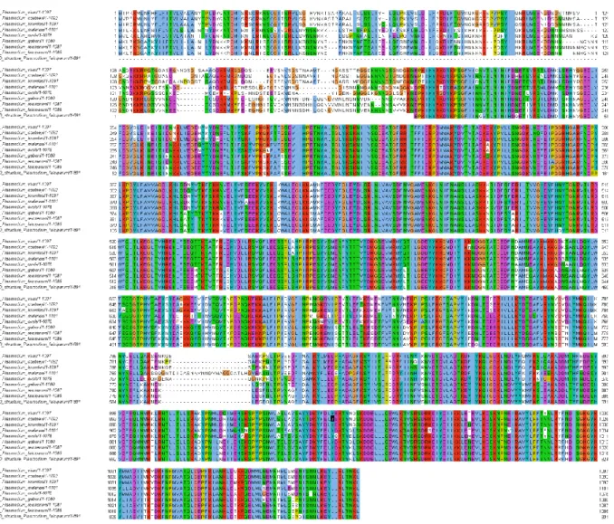 Figure 2-6: MUSCLE alignment result. The MSA alignment produced by MUSCLE for different  Plasmodium sequences was viewed in the JalView software