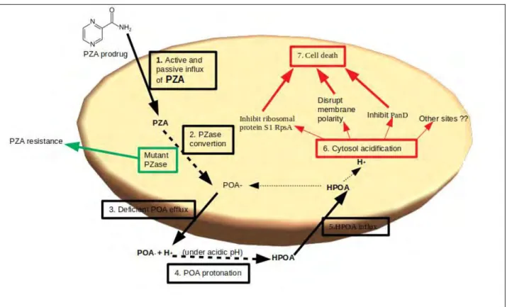 Figure 1.2: Schematic representation of pyrazinamide mechanism in Mycobacteria tuberculosis (mechanism generated from Zhang et al., 2013; Peterson et al, 2015; Junaid et al., 2018; Zhang and Mitchison, 2003)