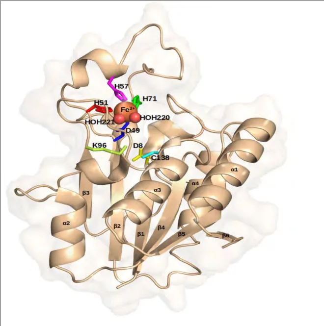Figure 1.3: Crystal structure of M. tb PZase (PDB ID:3PL1) showing the alpha helices, loops and six beta pleated sheets in wheat