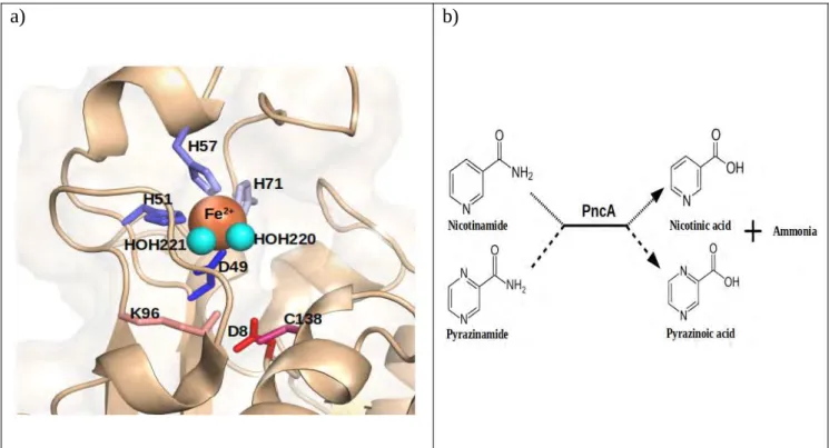 Figure 1.4: a) Catalytic triad of M. tb pyrazinamidase with metal binding site residues in blues (H51, H57, H71, Asp49) and active site residues in reds (Asp8, Lys96, Cys138)