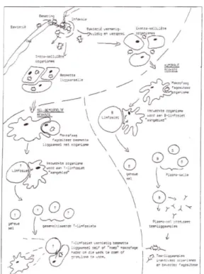 Figure 9 the immune reaction – cell-mediated: humerol 