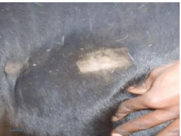 Figure 31  Large diffuse oedematous swelling 