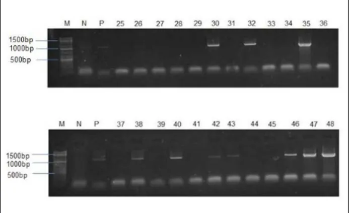 Figure 2:   Polymerase chain reaction amplification of 16S rRNA for  identification of lactic acid bacteria cultures.