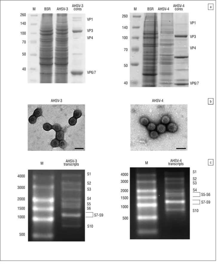 Figure 1:  Characterisation of purified African horse sickness virus (AHSV) core particles and synthesis of core-derived transcripts