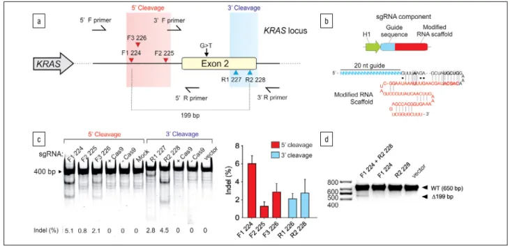 Figure 1:  CRISPR/Cas9-mediated targeting of the human KRAS gene. (a) A schematic of the KRAS gene locus chosen for CRISPR/Cas9 targeting