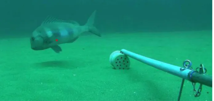 Figure 3:   A still image from a video captured by a baited remote underwater 