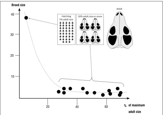 Figure 1:  The drop in non-mammaliaform cynodont demographics.