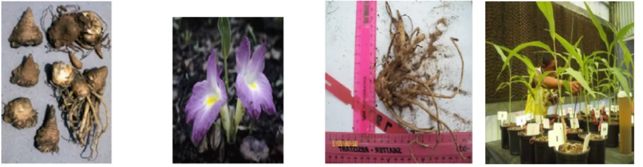 Figure  2.5  The  rhizomes,  flowers  and  plants  of  Siphonochilus aethiopicus  (Pictures: 