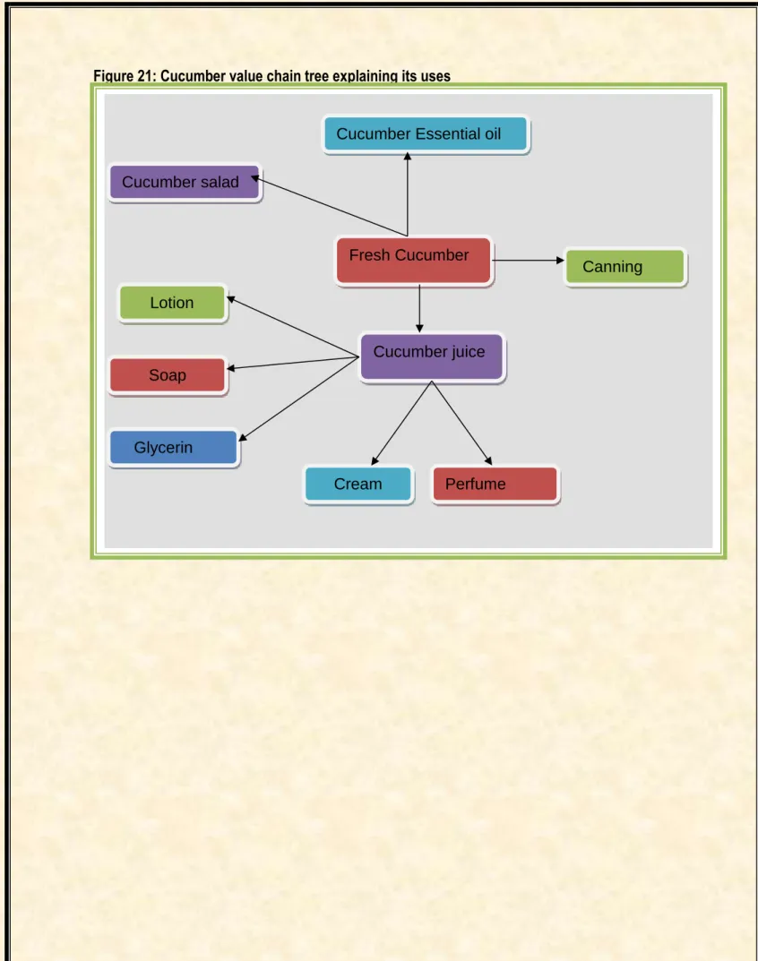 Figure 21: Cucumber value chain tree explaining its uses 