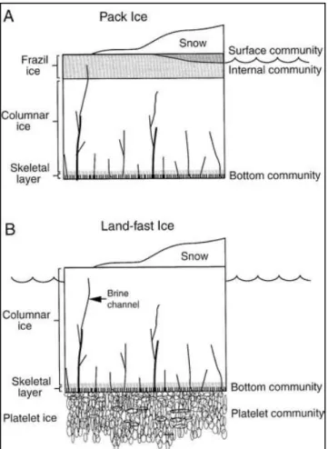 Figure  1.  2  Schematic  comparison  between  pack  ice  (A)  and  land  fast-ice  (B)  sea-ice  algae  communities  according to microhabitats (depth layers) (Arrigo & Thomas, 2004)