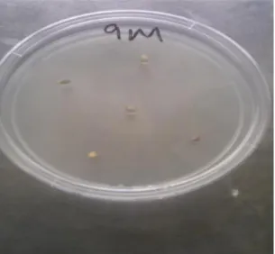 Figure 3.3 Raw whole grain kernels after 5 days of incubation at 25˚C on Malt extract agar (MEA)  supplemented with novobiocin (150 mg/L)    